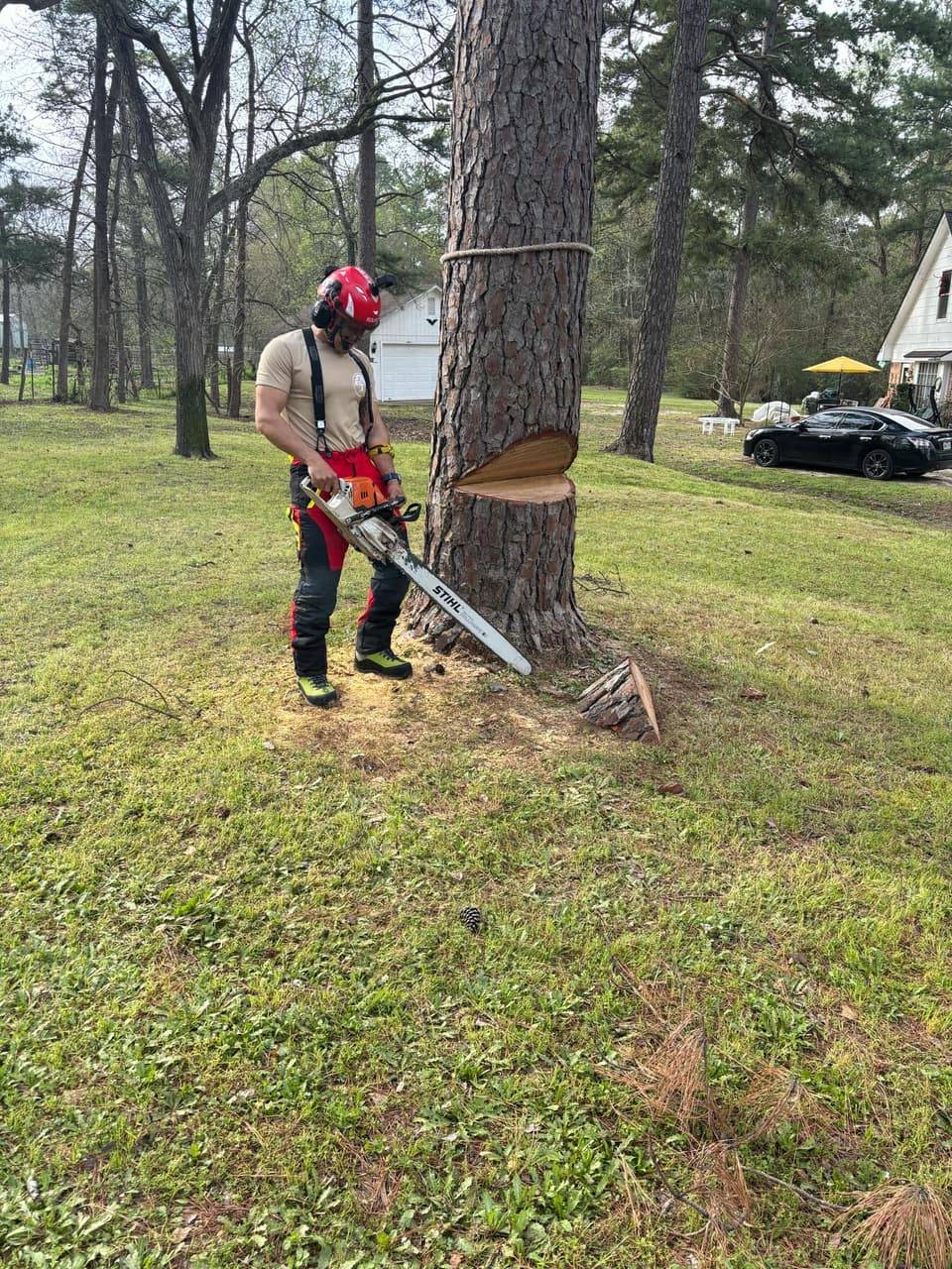 Amaya Tree Service arborist cutting a large pine tree trunk in Huntsville, TX
